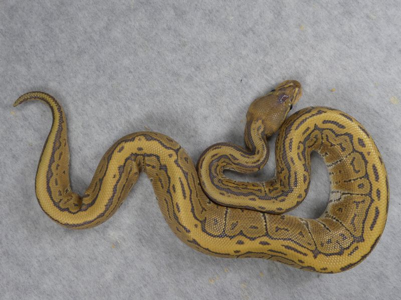 pinstripe ball python baby