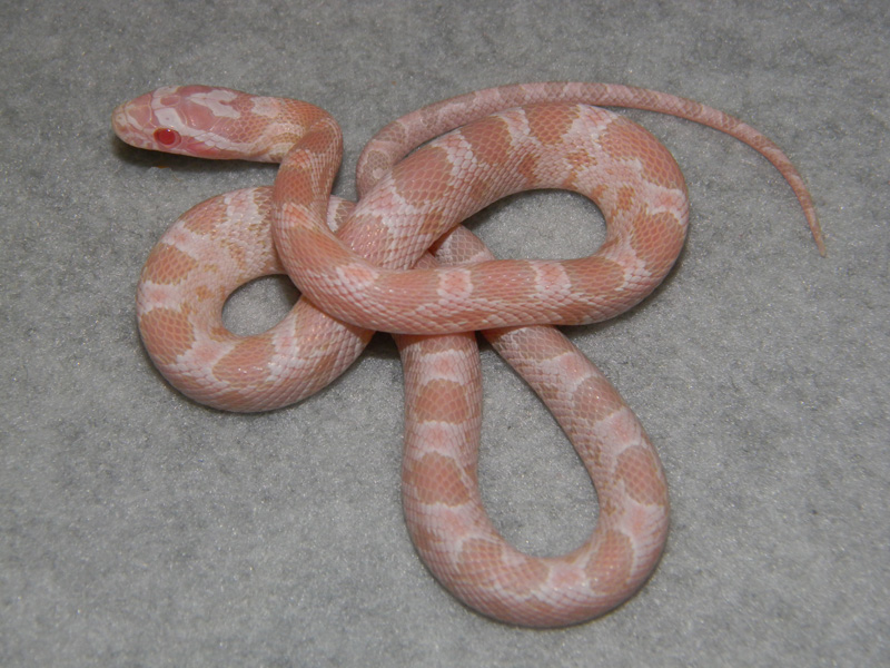 Corn Snakes Photos, Pictures. Morphs, Snakes, Reptiles